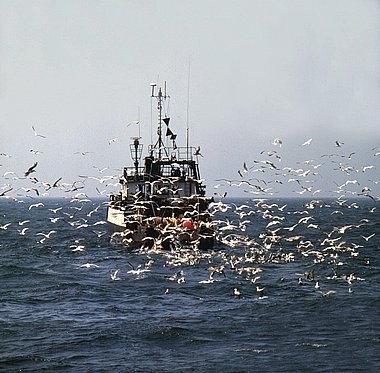 Fishing boat, seagulls
