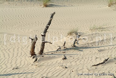 eba - Sowiski Park Narodowy - ruchome wydmy 