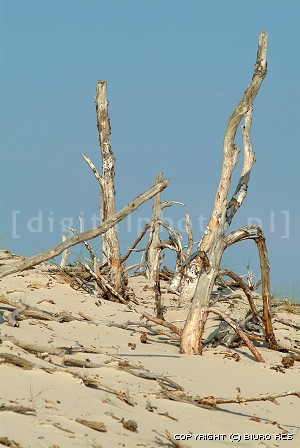 rvores em uma areia