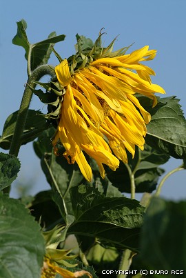 Flores del sol