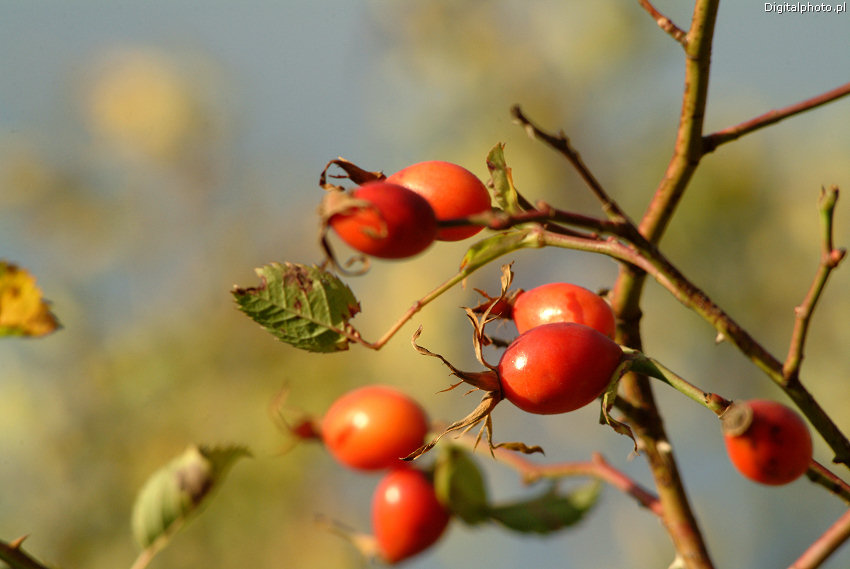 Dog-rose fruits, autumn picture