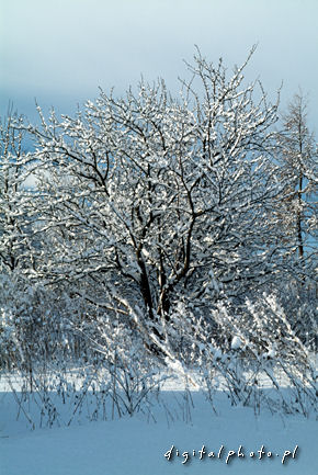 Nature photography - tree - winter