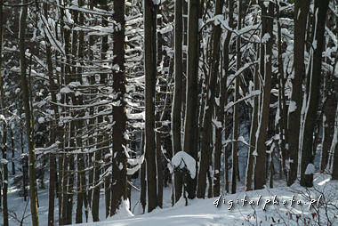 Vinter landskap - skog