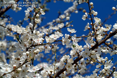 Spring photos - Blooming trees