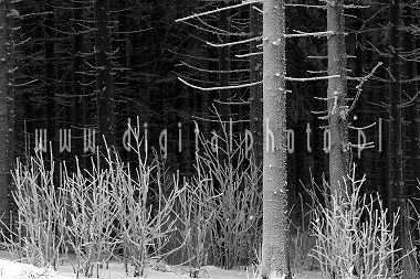 Winter foto's> Bomen (zwart en blanke)