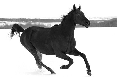 Paarden afbeeldingen - zwart-wit foto