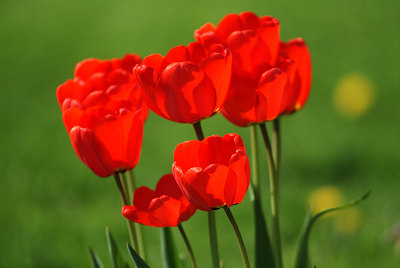 Afbeeldingen van tulpen, bloemen