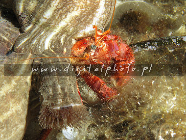 Fotos subacuticas, cangrejo