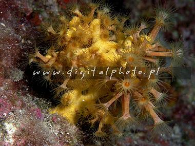 Underwater bilder, anemonen