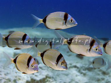 Fishes: Amarel (Diplodus vulgaris)
