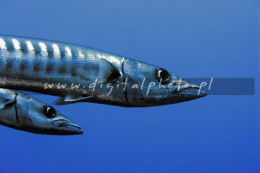 Barrakudy (Sphyraena barracuda), zdjcia ryb