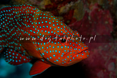 Zdjcie ryby. Granik – Coral grouper (Cephalopholis miniata)