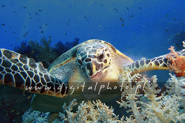 Underwater fotografi. Foto av turtlen