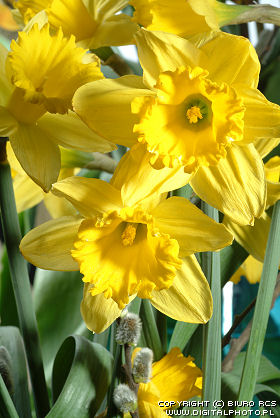 Picture of the daffodils