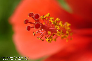 Exotic Flower Images