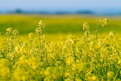 Rapeseed (napus) do Brassica, campo do Rapeseed
