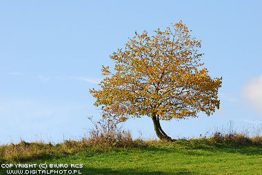 Samotne drzewo na miedzy
