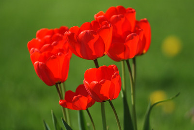Wiosenne kwiaty, tulipany