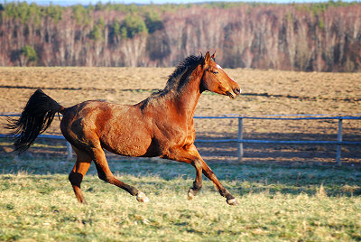 2411_2007-0046-galloping-horse.JPG