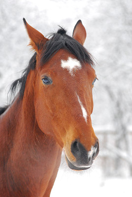 The horse in winter