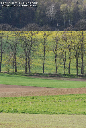 Spring landscapes, fields and trees