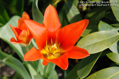 Tulips dos Pases Baixos