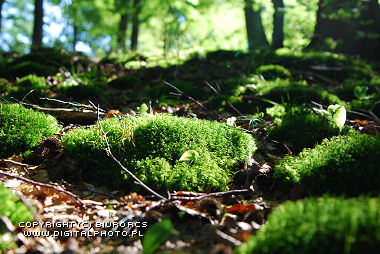Nature, mosses in forest