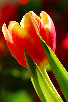 Tulipa, fotos de tulipas