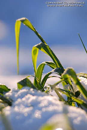 Graanplant, graangewas, winter