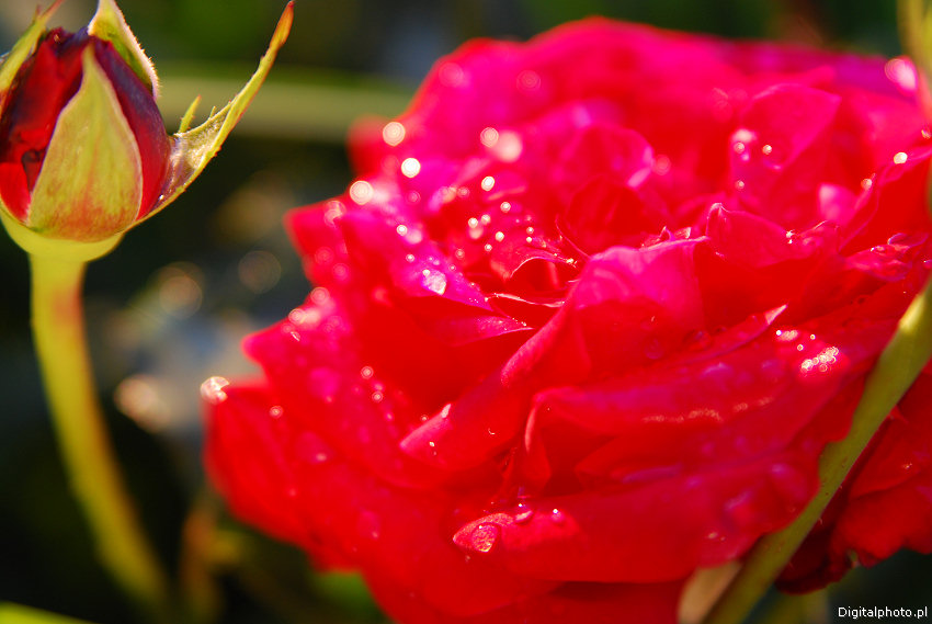 Rode rozen, foto's van rode rozen