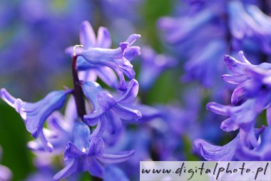 Tuin decoratie, sierbloemen in tuin, Hyacint