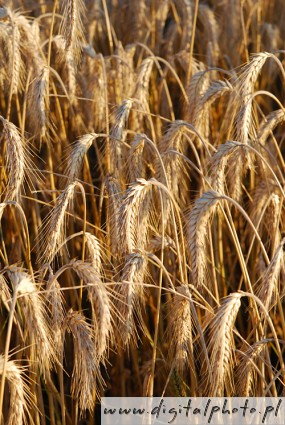 Cosecha, agricultura, espigas de trigo