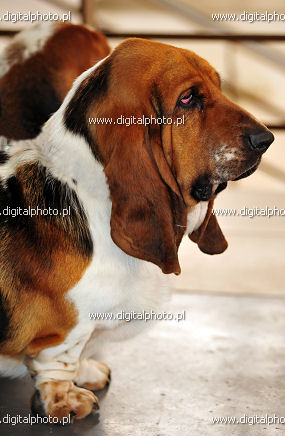 Bassets, dog breed Basset Hound