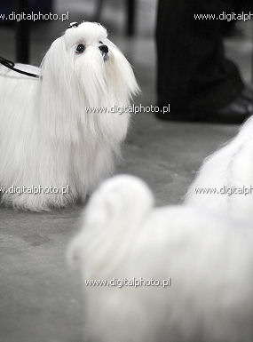 Maltezer hond, wit hond, hondenrassen
