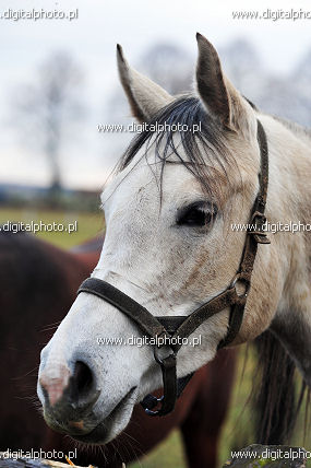 Arabian horse, breed of horse