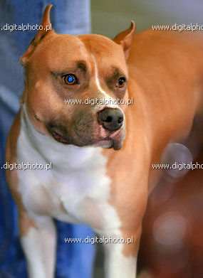 Pit bull terrier americano, foto cão
