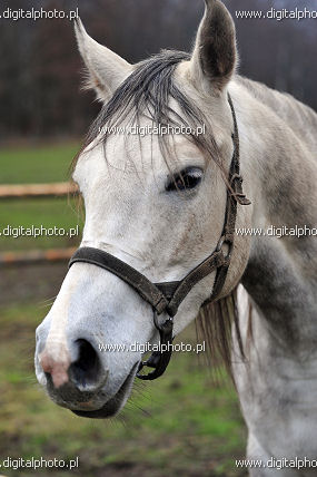 Picture of arabian horse