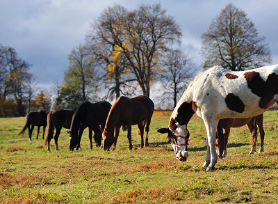 Free-roaming horses