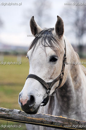 Cavalo branco, fotos de animais