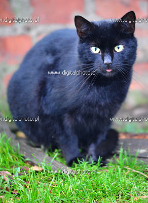 Zwart kat