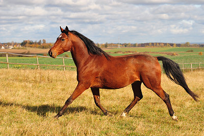 Foto do cavalo castanho