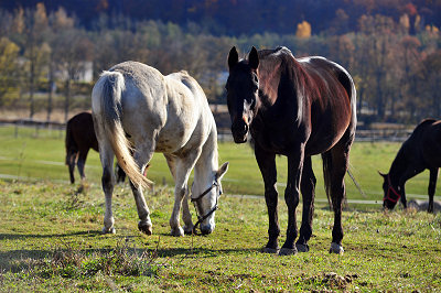 White and brown horses