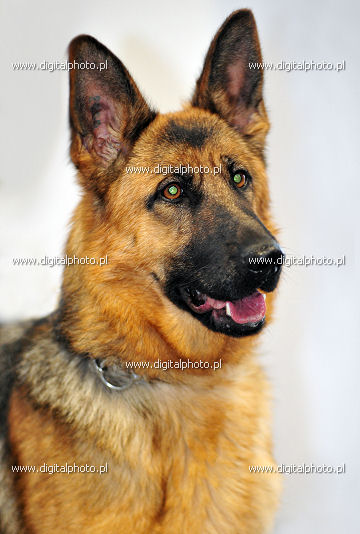 German Shepherd Dog, picture of Shepherd dogs