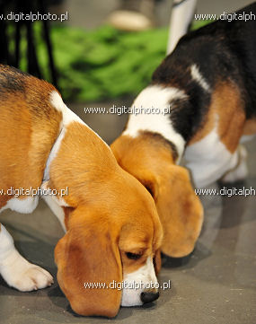 Beagle, cachorros, cães