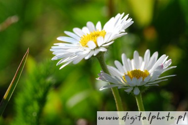 Daisies, bilder av Daisies | Tusenskna, Bellis perennis