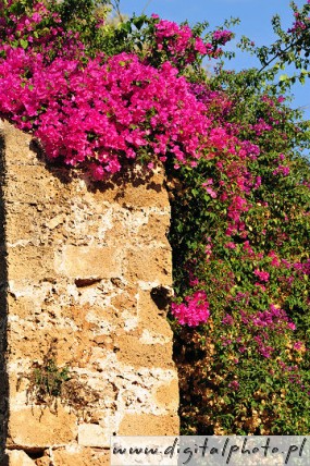 Naturaleza, flores en Creta