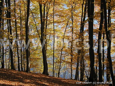 Jesiene krajobrazy - las