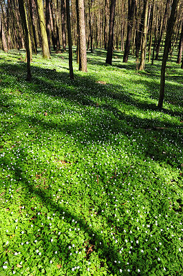 Bosque la primavera, bosque foto, dia de la primavera