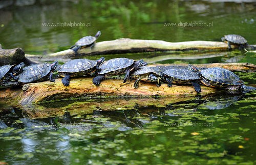 Rdrad vattenskldpadda (Trachemys scripta elegans), skldpaddor