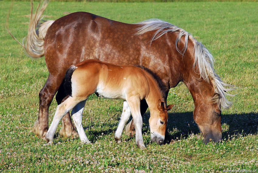 Draft horses, a broodmare and foal